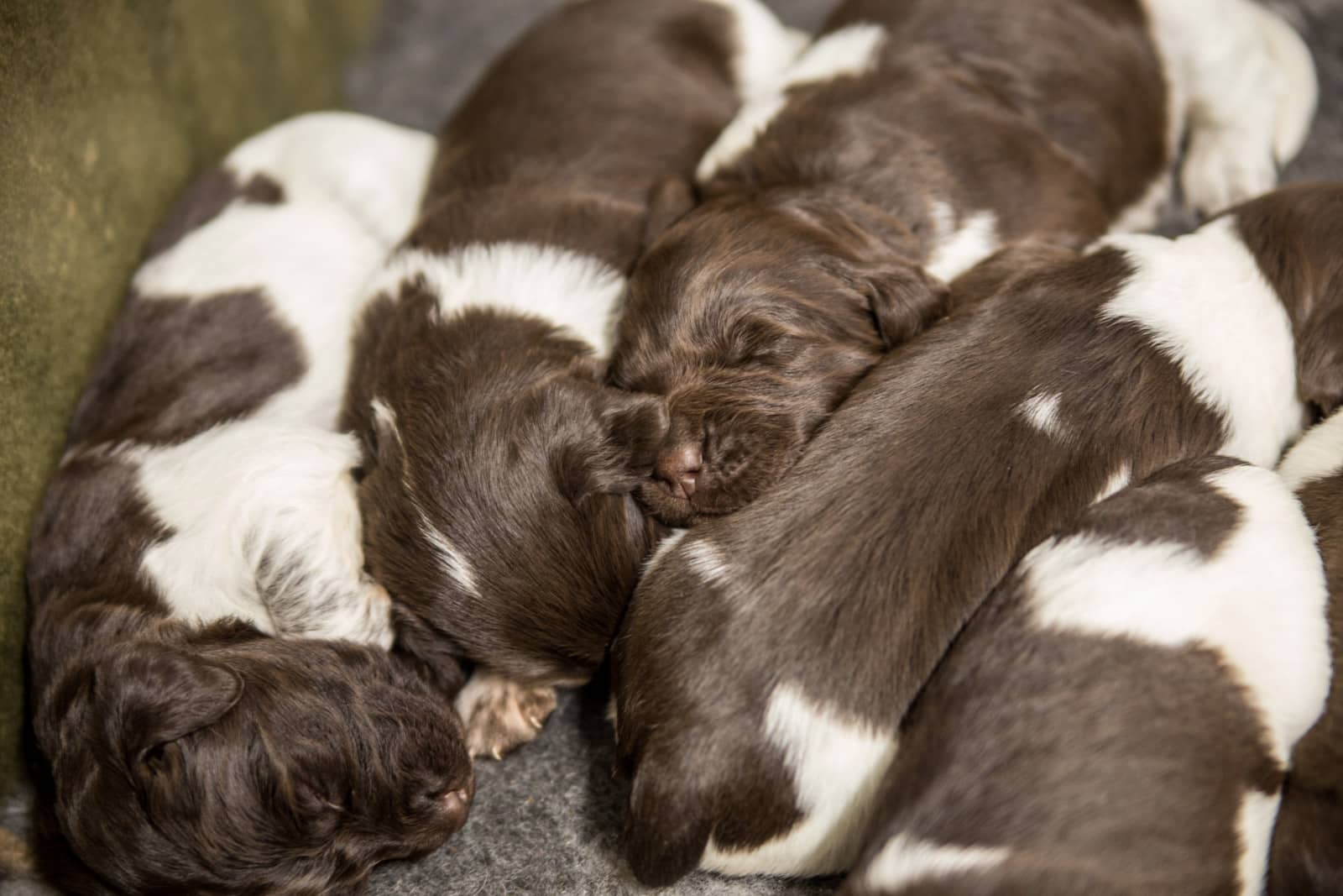 Pups geboren